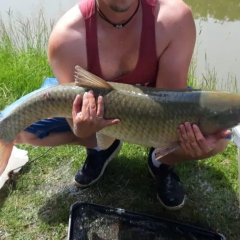 Graskarpfen