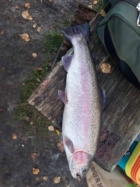 Regenbogenforelle