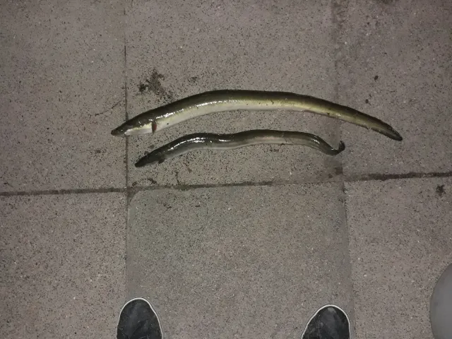 Aal