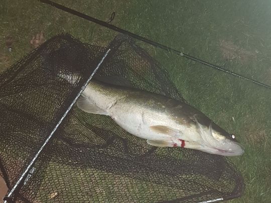 Zander
