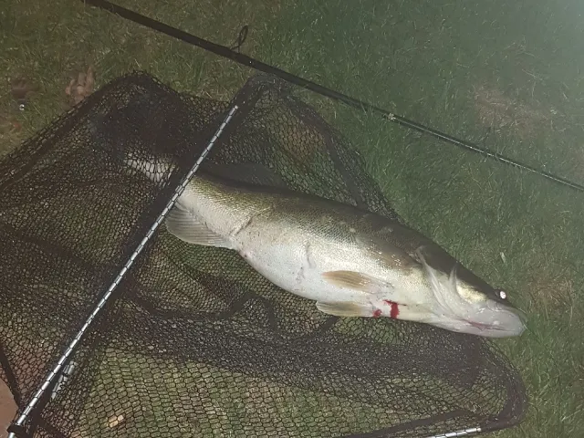 Zander