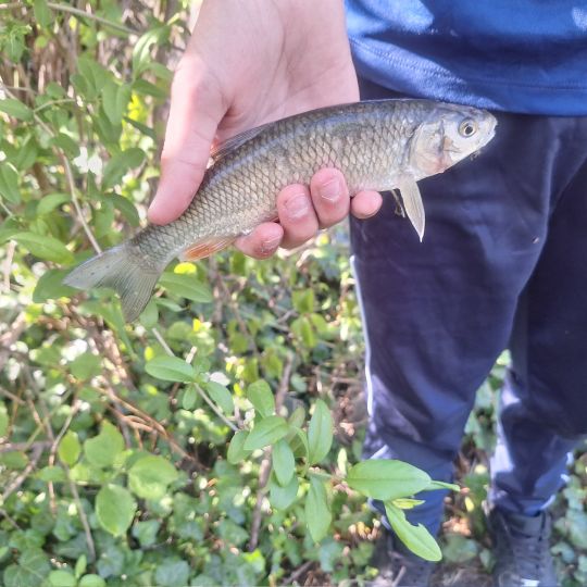 Döbel