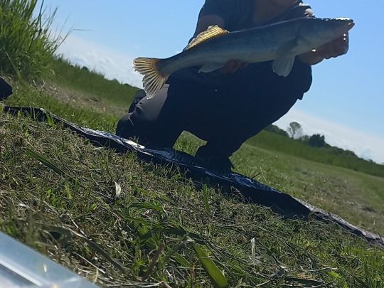 Zander