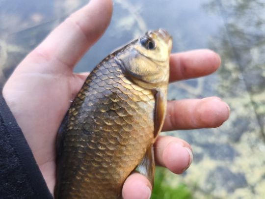Karausche