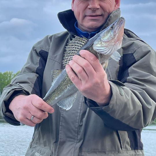 Zander