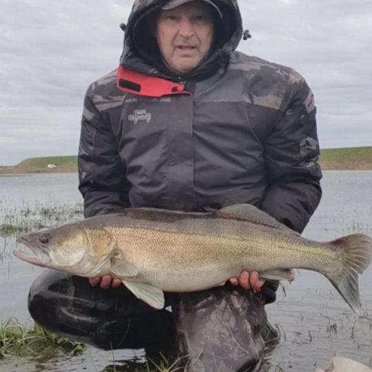 Zander