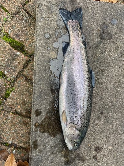 Regenbogenforelle