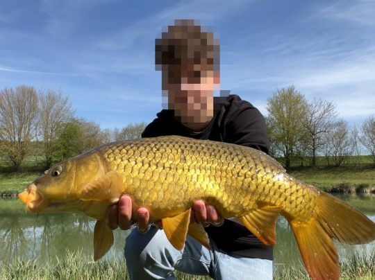 Karpfen