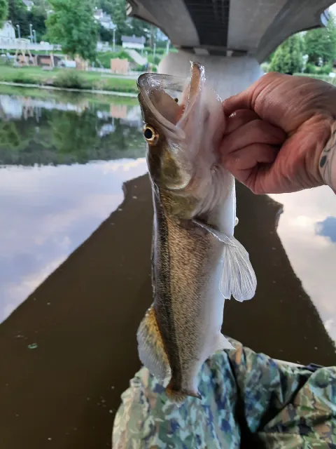 Zander