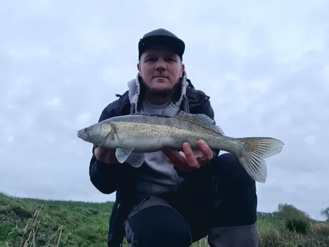 Zander