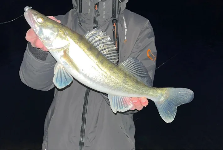 Zander