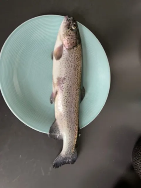 Regenbogenforelle