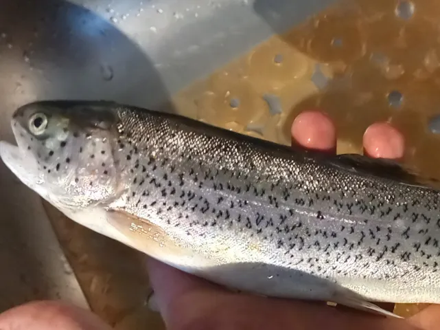 Regenbogenforelle