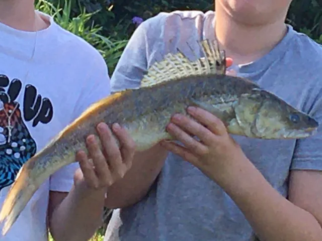 Zander