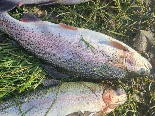 Regenbogenforelle