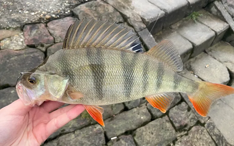 Flussbarsch