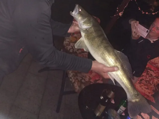 Zander