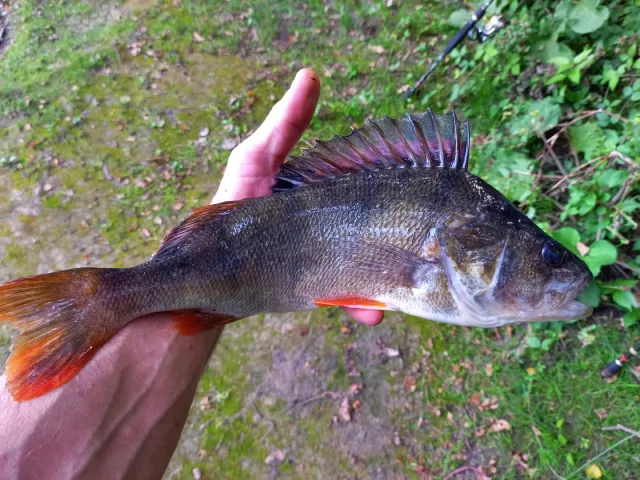 Flussbarsch