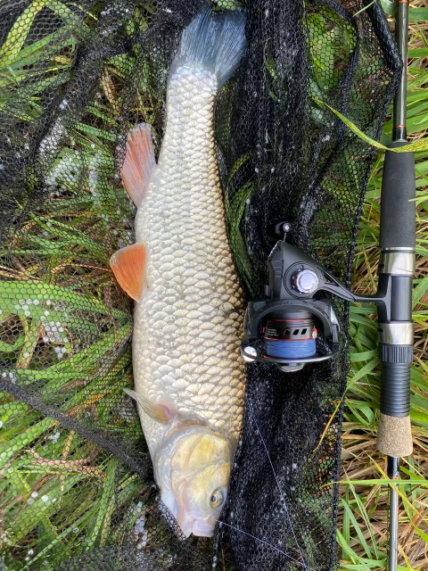 Döbel