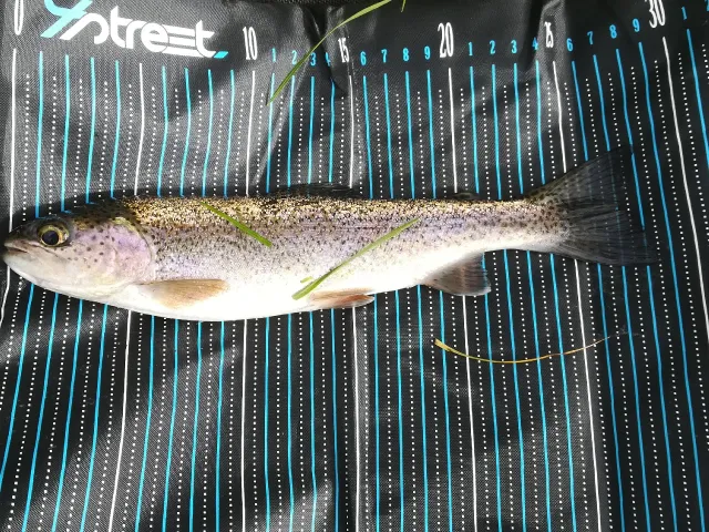 Regenbogenforelle