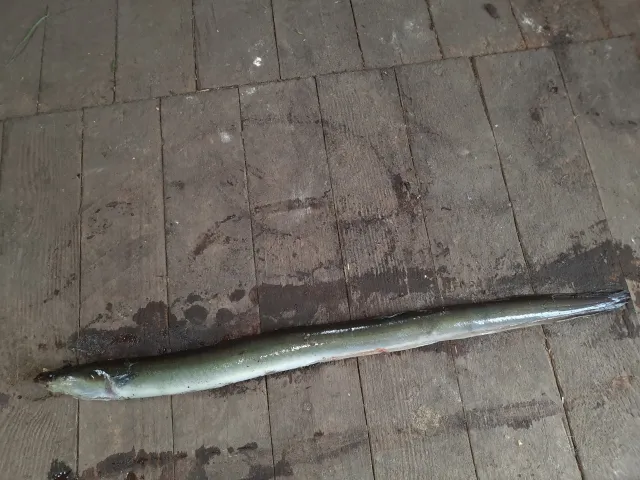 Aal