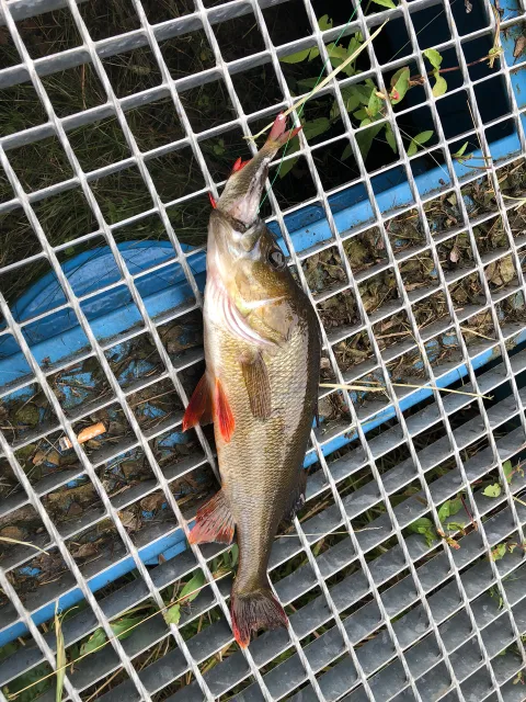 Flussbarsch