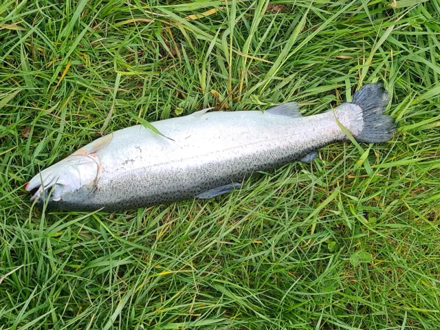 Regenbogenforelle