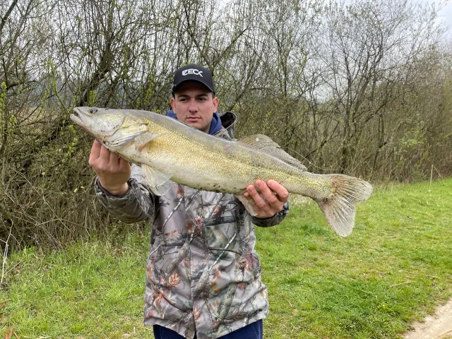 Zander
