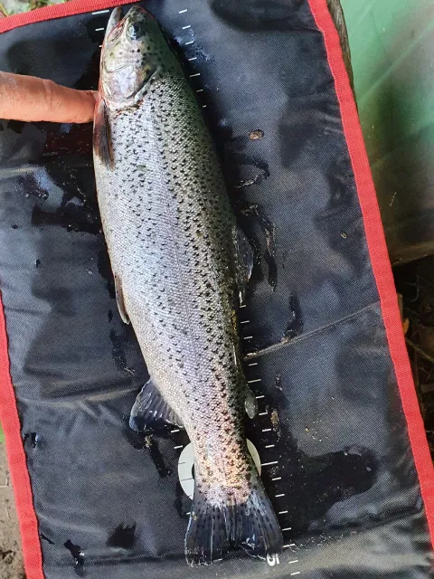 Regenbogenforelle