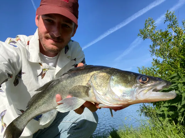 Zander