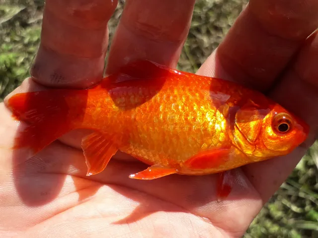 Goldfisch