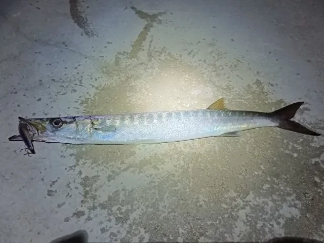Barrakuda