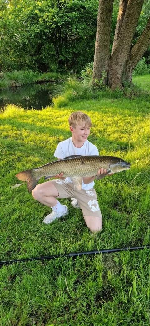Graskarpfen