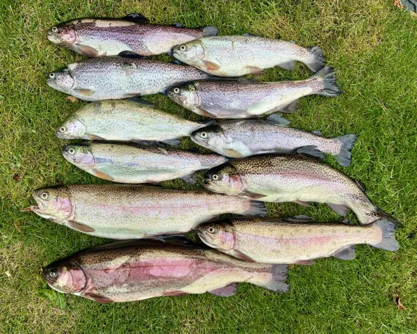 Regenbogenforelle
