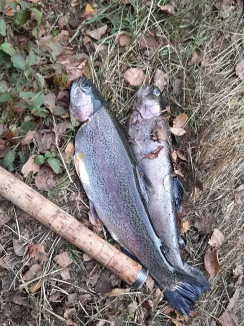Regenbogenforelle