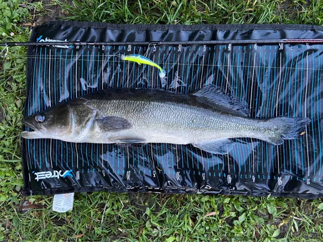 Zander