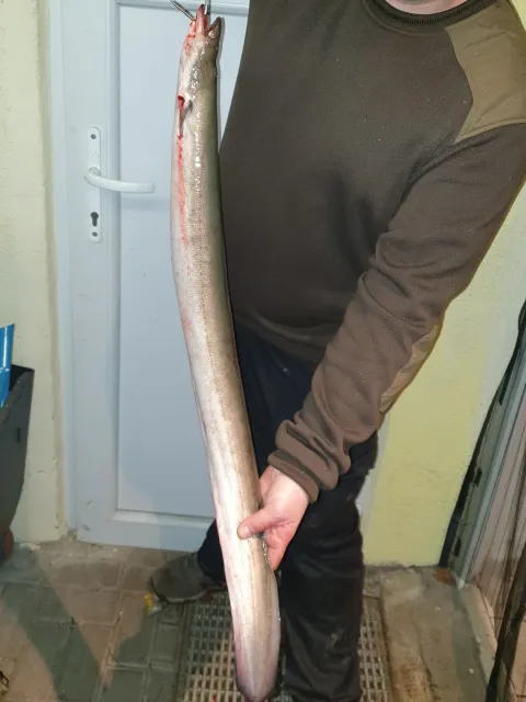 Aal
