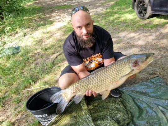 Graskarpfen