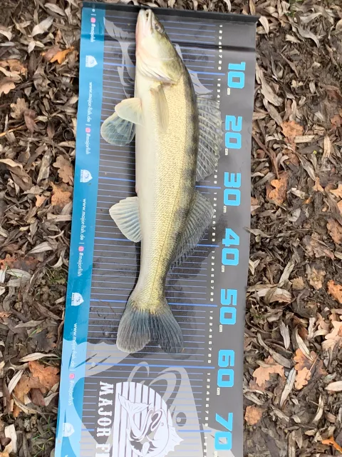 Zander