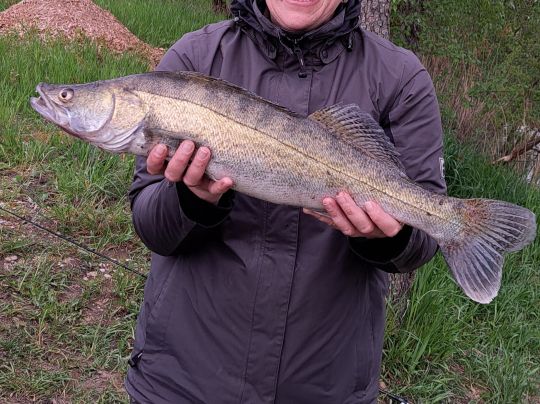 Zander-4