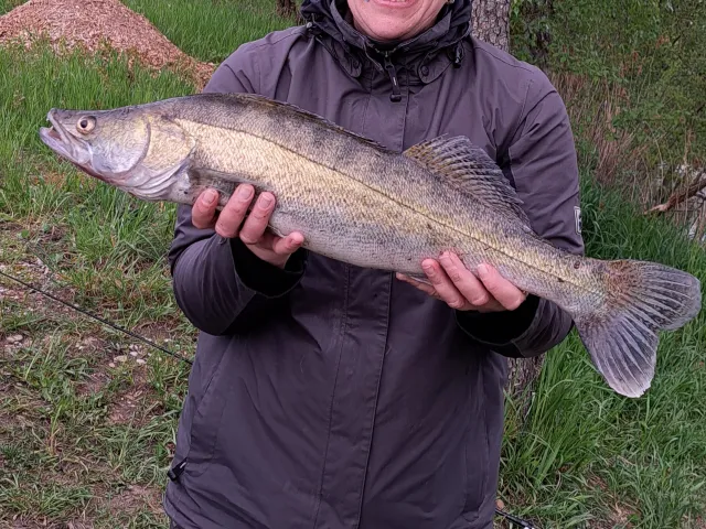 Zander