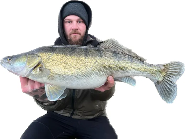 Zander