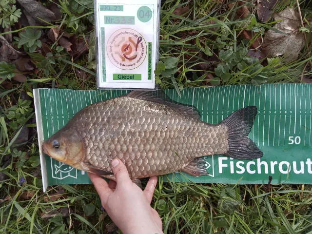 Giebel