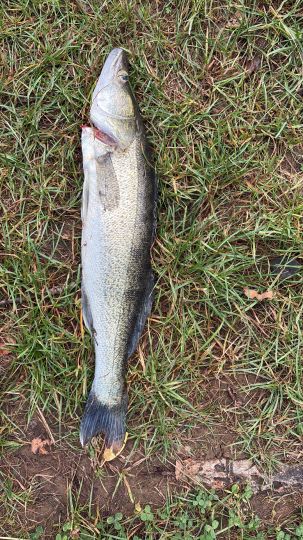 Zander