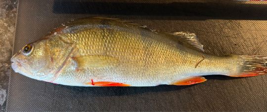 Flussbarsch-1