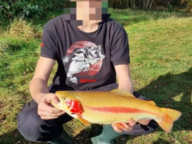 Goldforelle