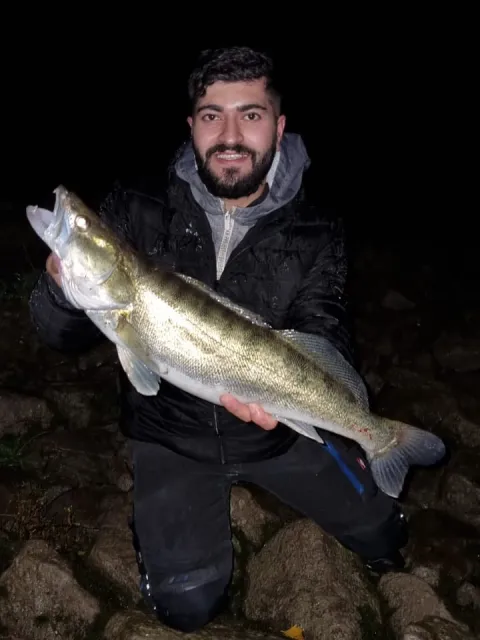 Zander