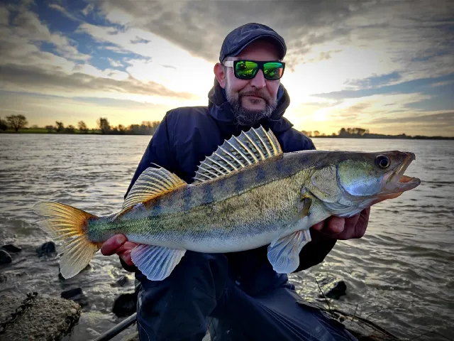 Zander