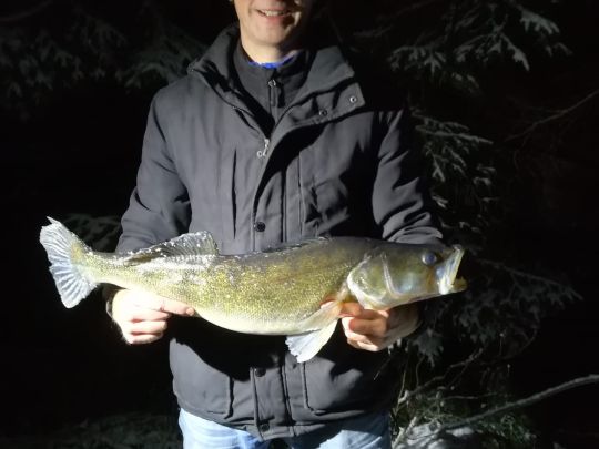 Zander