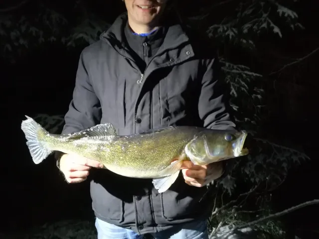 Zander
